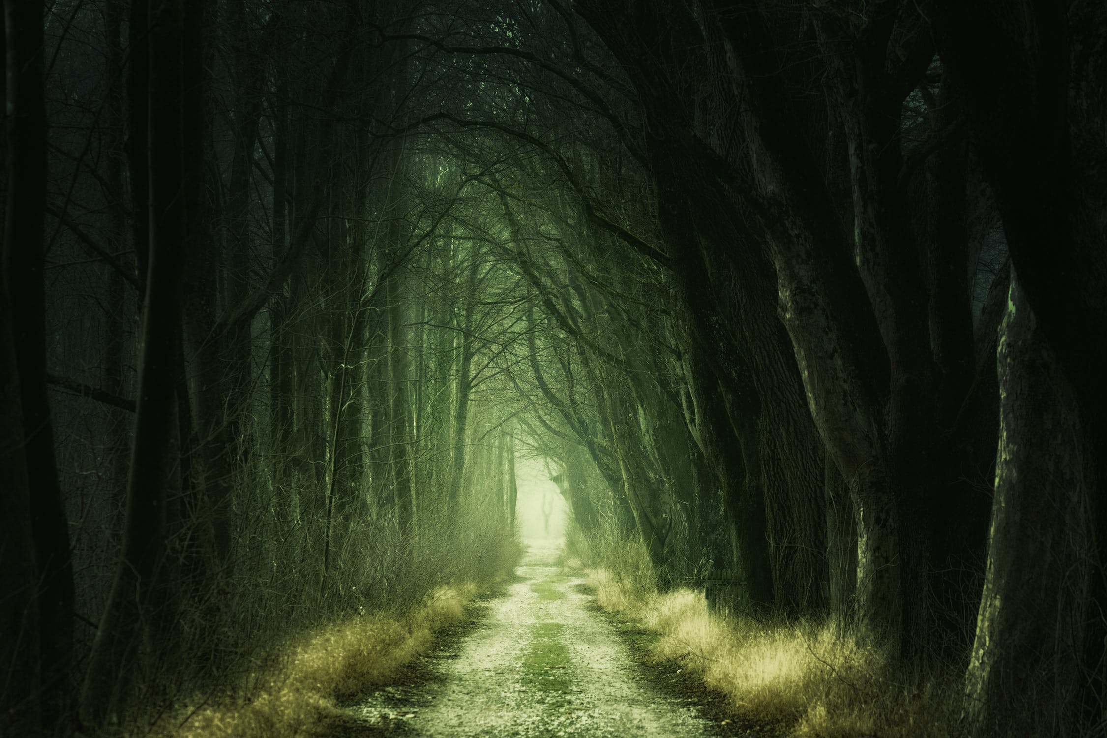 Ein heller Waldweg durch einen düsteren Wald; keine Blätter an den Bäumen; sehr grüne Farbstimmung; Bilder in Büchern